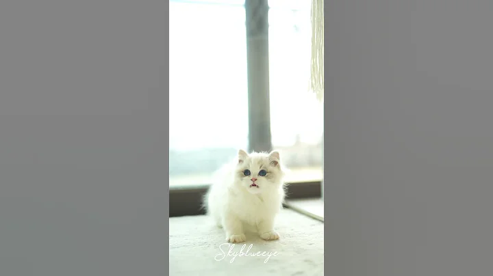 Watch the video about Isn't this ragdoll cat baby cute? #ragdollcattery #ragdollkittens