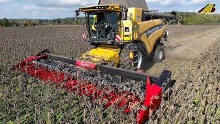 Sonnenblumen Ernte 2023 Mähdrescher New Holland CR 9.80 & Traktor Valtra Combine Harvester Sunflower