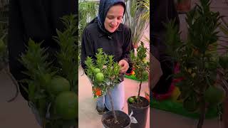 картинка: Большая поставка из Голландии в АгроОПТ Махачкала 