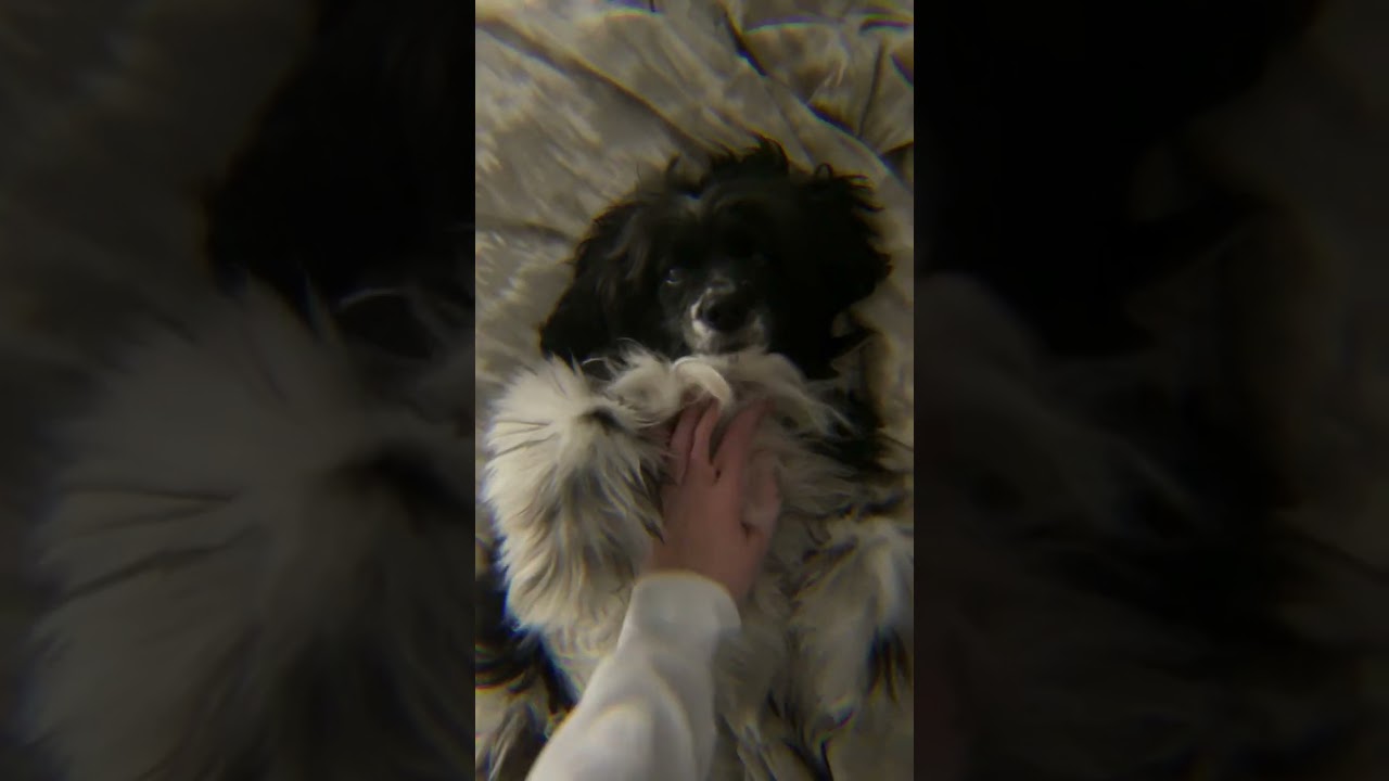 Doggo loves the snow day