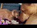 Watch This Kitten Grow Up with a Pit Bull  | The Dodo Odd Couples