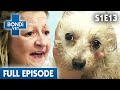 🐶 Heartbreaking Dog | Bondi Vet Season 1 Ep13 | Bondi Vet Full Episodes | Bondi Vet