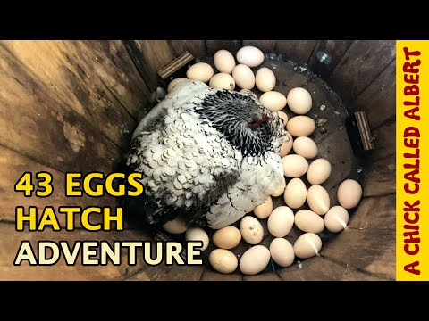 Can One Chicken Hatch 43 Eggs?