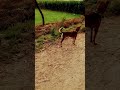 Hound Dog 🐠‍🠺 Breed ШґЪ Ш Ш ЫЊ Ъ ШЄЫ Ъ ЫЊ Щ ШіЩ Shorts Hound Dog 🐠‍🠺 Breed ШґЪ Ш Ш ЫЊ Ъ ШЄЫ Ъ ЫЊ Щ ШіЩ Shorts