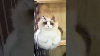 Funny Cats  episode 555 #shorts