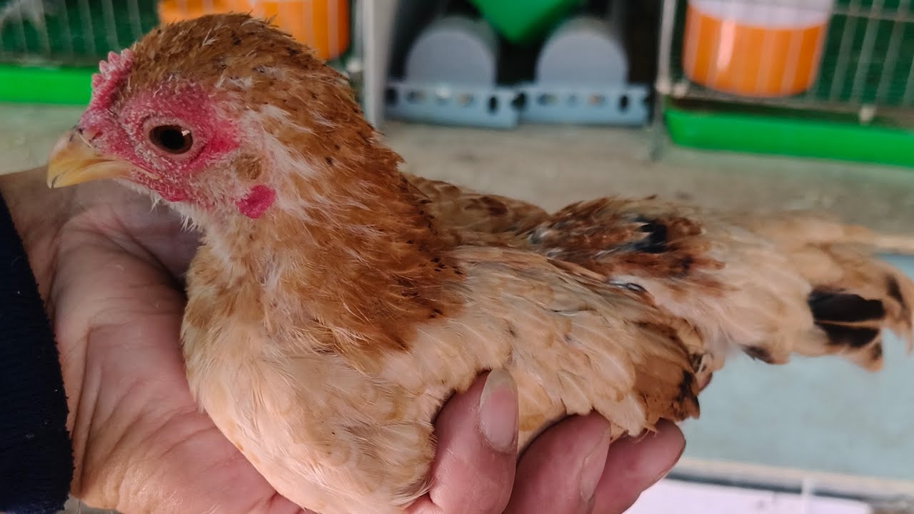 01/02/2026/gà cảnh đủ loại DT 0888464988