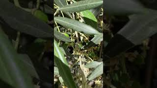 أوراق و نوار(ثمار الزيتون)-olive leaves-Olive(زيتون)-Olea europaea