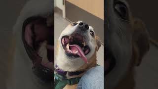 My happy doggie