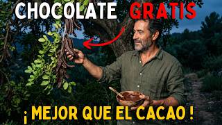 Este Árbol Produce Chocolate Sin Azúcar y Casi Nadie sabe que Existe.