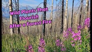 Forest Fire Aftermath :  Jasper National Park