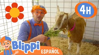 ¡Blippi va a una granja! | Blippi Español | Videos educativos para niños | Aprende y Juega