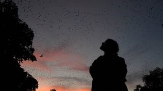 Traverse City ... Murmurations 10-2013