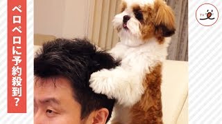 飼い主さんにペロペロとフェイシャルエステをするシーズー【PECO TV】