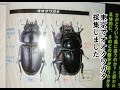 （昆虫採集）山間部の街灯で東京産!?オオクワガタ