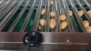 potato sorting machine, potato grading machine by anna Wang 452 views 1 month ago 45 seconds