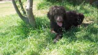 SOLD  Standard Poodle Puppy For Sale  Gracie Week 7