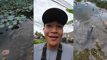 Rôphi ăn mồi lure ? Đi câu cá lóc tự nhiên bằng mồi hơi tắc kè | Đỗ Đạt Fishing