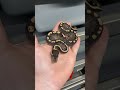 0.1 GHi BlackPastel Poss Wookie Het Clown