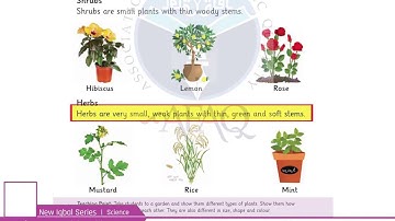 NIS Grade 01 Science Chapter 04