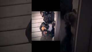 Собака танцует #meme #sorts #мем #прикол #смешно #танцы #собака #funny #fyp #funnyvideo