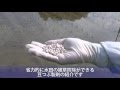 製剤の紹介（豆つぶ製剤：水稲用除草剤）