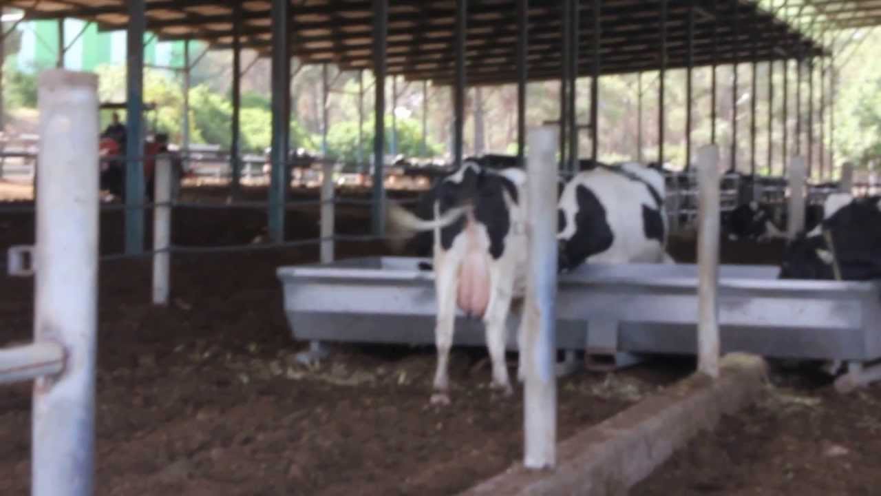 manure processing compost inside the cow shed - organic