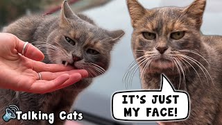 Cute Cat Bites And Lick Me! ( Petting and Feeding Cat ) #talkingcat