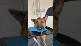 How To Clean Dogs Ear