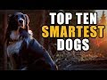 10 Smartest Dog Breeds