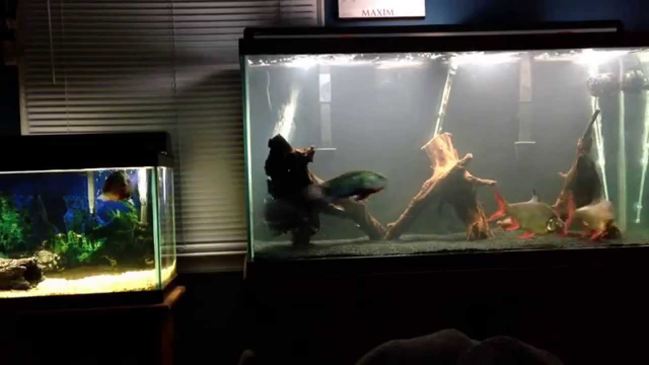 90 gallon Aquarium Update! Driftwood and Plecostomus! YouTube