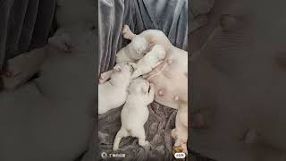 The image is a social media post showing a litter of French Bulldog puppies nursing from#shortvideo