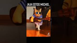 El mejor disfraz para tu gato