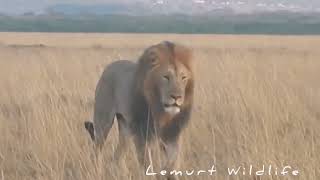 Huge Male lions | Lemurt and Marryno  - Maasai mara.. 📸Credit  :: Lemurt John Empapa.