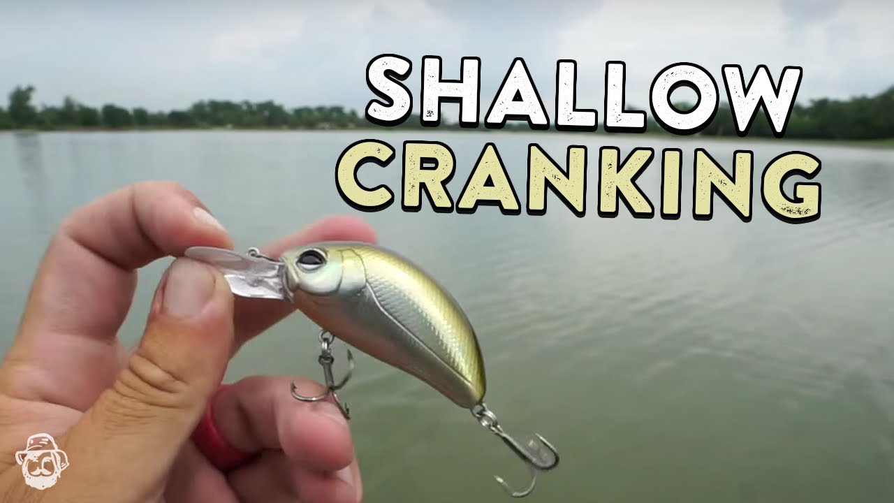 Shallow Crankbait Fishing In Warm Water For Big Reaction Strikes 