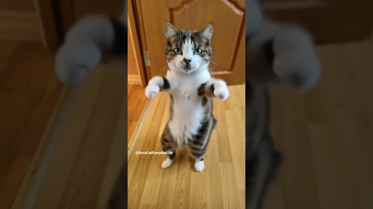 🤣 Vroom Vroom Step 😺 Motorcycle Dance Trend 