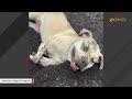 Shelter dog didn't have long to live. So naturally this woman adopted her.