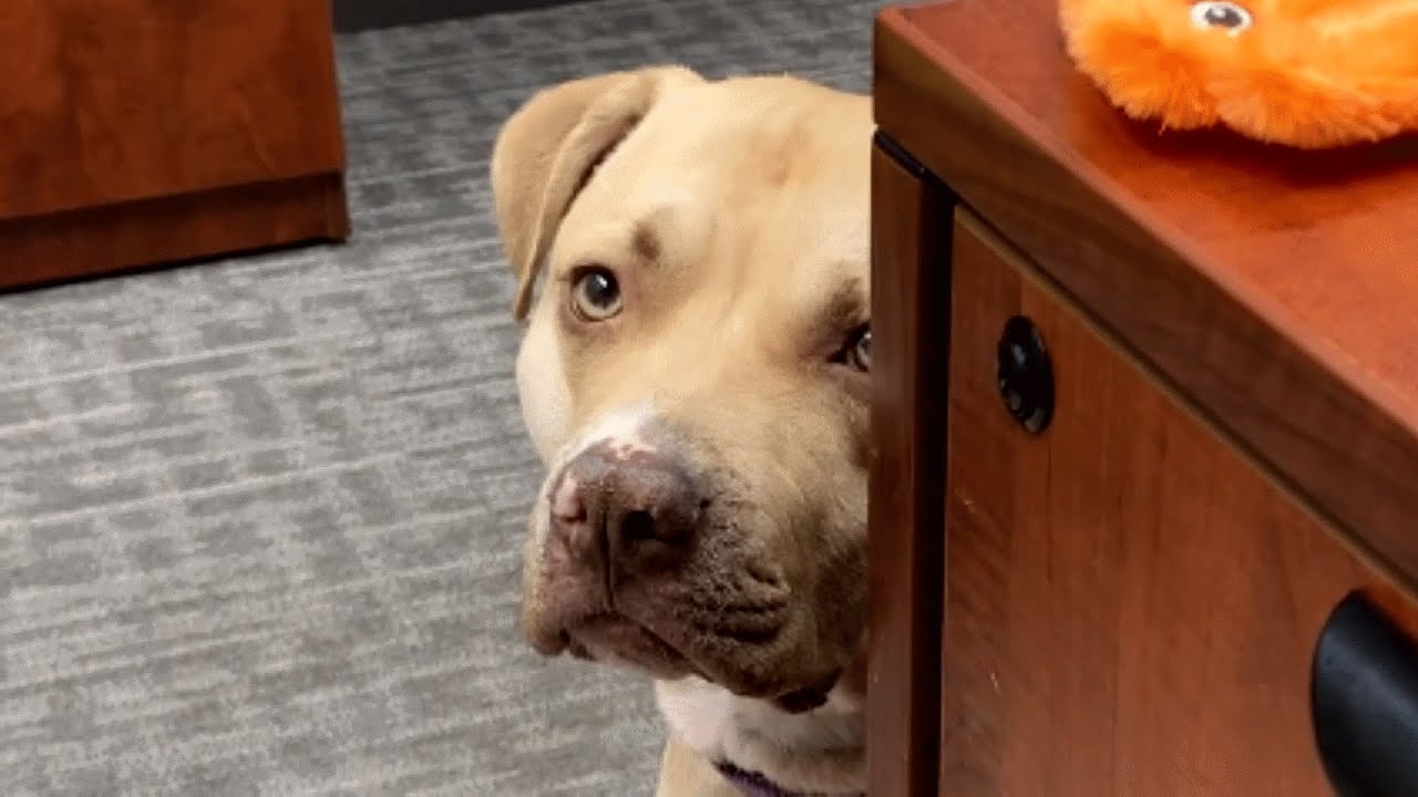 ⁣Shelter dog didn't have long to live. So naturally this woman adopted her.
