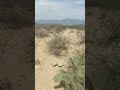 encontré peyote en mi habitual caminata del semidesierto coahuilense