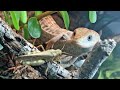 Feeding my Texas Alligator Lizard a Grasshopper (Best with Headphones)