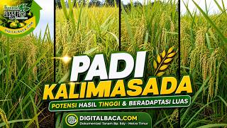 Padi Unggul Kalimasada 97 HST | Dokumentasi Tanam Bp. Edy - Metro Timur