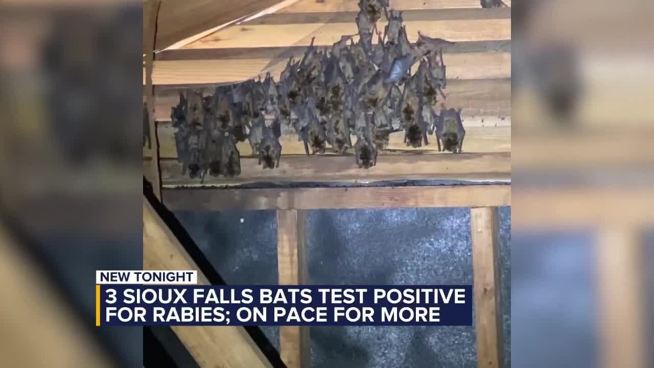 Sioux Falls bats test positive for rabies, more cases likely
