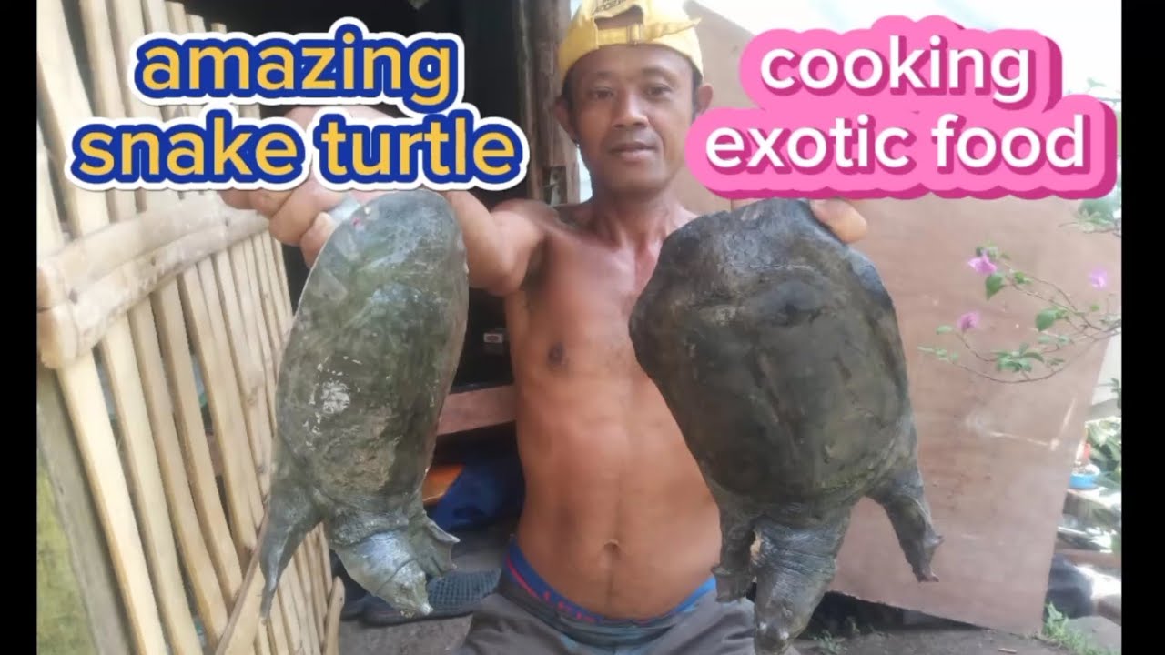 Electric fishing, snake turtle cooking - YouTube