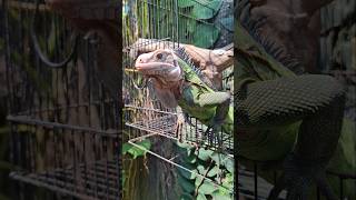 Feeding Time #iguanapets #asmr