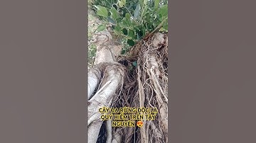 CÂY RỪNG ĐỘC LẠ QUÝ HIẾM TRÊN TÂY NGUYÊN HÙNG VĨ ĐẮK LẮK.