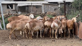 Авган койлор сатылат ~ Бооз койлор