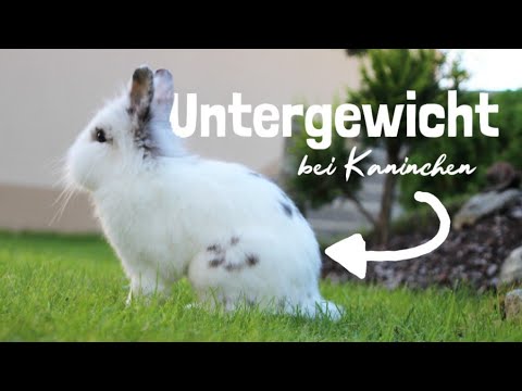 Video: Was ist ein Akkreditiv in einfachen Worten: Essenz und Bedeutung