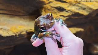 This Pointer Finger is Very Delicious! It is now Property Of Long Frog!