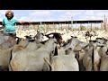 How he keeps over 3000 goats for export in a dry  remote place