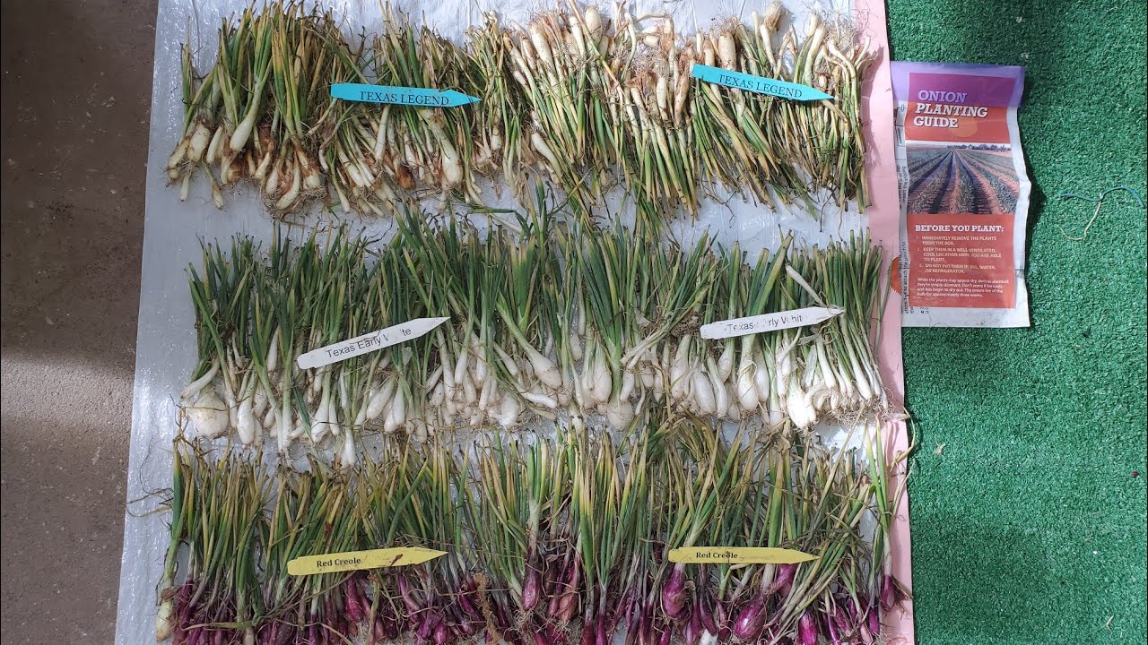 Red, White, Yellow Onions & Garden Tour! #onions 🧅#growyourownfood #gardening 🌱 