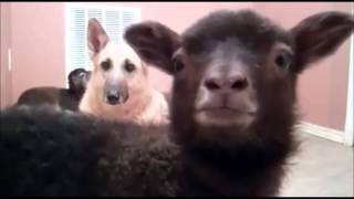 Video voorbeeld van "talking goat yeah"